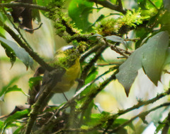 Thlypopsis superciliaris