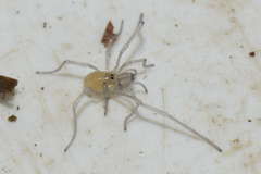 Ischyropsalis luteipes