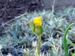 Senecio asperulus