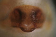 Walckenaeria cuspidata