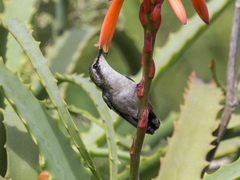 Chlorostilbon mellisugus