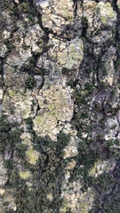 Candelaria concolor