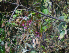 Caucaea