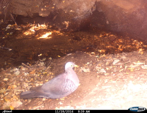 Columba arquatrix