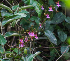 Caucaea