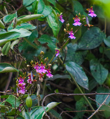 Caucaea