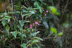 Caucaea