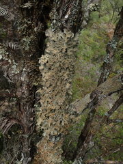 Pseudocyphellaria pubescens