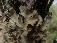 Pseudocyphellaria pubescens