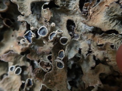 Pseudocyphellaria pubescens