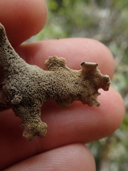 Pseudocyphellaria pubescens