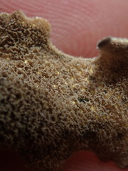 Pseudocyphellaria pubescens