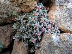 Crassula exilis