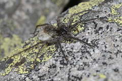 Pardosa nigra