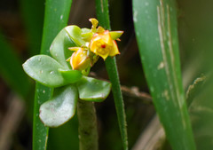 Echeveria quitensis