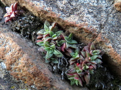 Crassula exilis