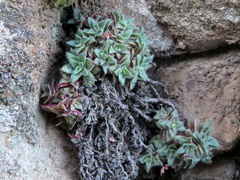 Crassula exilis