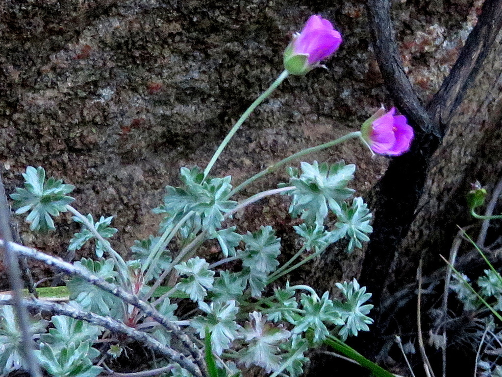 Geranium harveyi