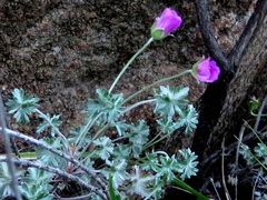 Geranium harveyi