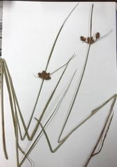 Bolboschoenus robustus