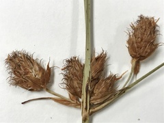 Bolboschoenus robustus