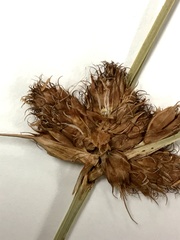 Bolboschoenus robustus