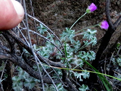 Geranium harveyi