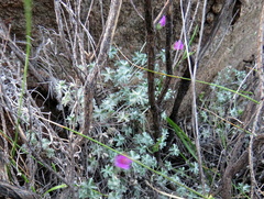 Geranium harveyi