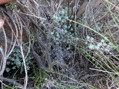 Geranium harveyi