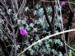 Geranium harveyi