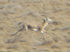 Gazella subgutturosa