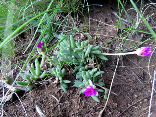 Mesembryanthemum aberdeenense L. Bolus
