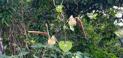Aristolochia ringens