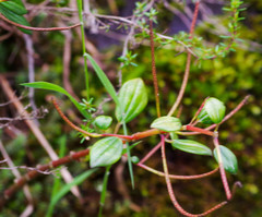 Peperomia fruticetorum