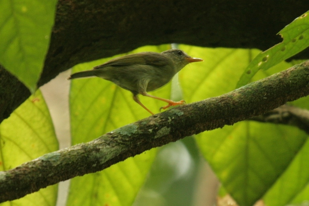 Biak Leaf-Warbler