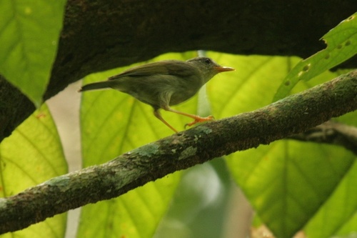 Biak Leaf Warbler (Phylloscopus misoriensis), photo 3