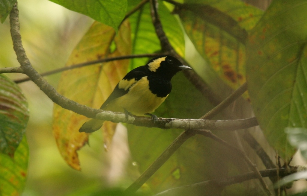 Biak Monarch (Symposiachrus brehmii) photo