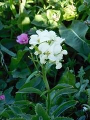 Erysimum franciscanum