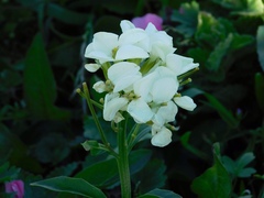 Erysimum franciscanum