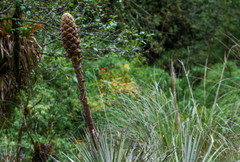 Puya glomerifera