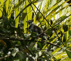 Aviceda subcristata obscura