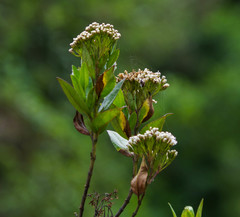 Ageratina pseudochilca