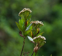 Ageratina pseudochilca