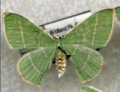 Nemoria rubrifrontaria