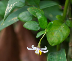 Solanum brevifolium