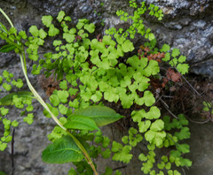 Adiantum poiretii
