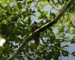 Cacomantis castaneiventris