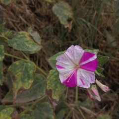 Mirabilis jalapa