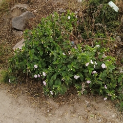 Mirabilis jalapa