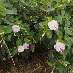 Mirabilis jalapa